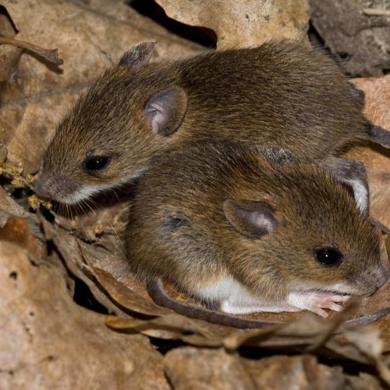 Уничтожения мышей в частном доме в Херсоне?