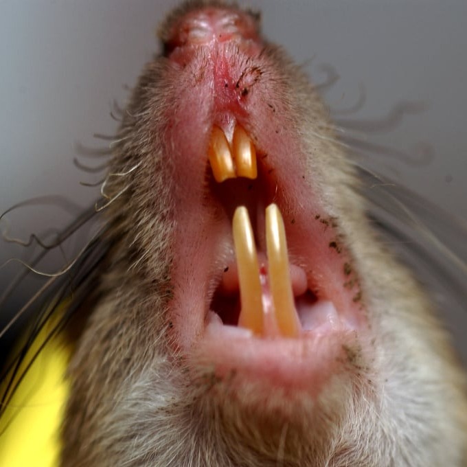 Дератизация крыс в Херсоне?